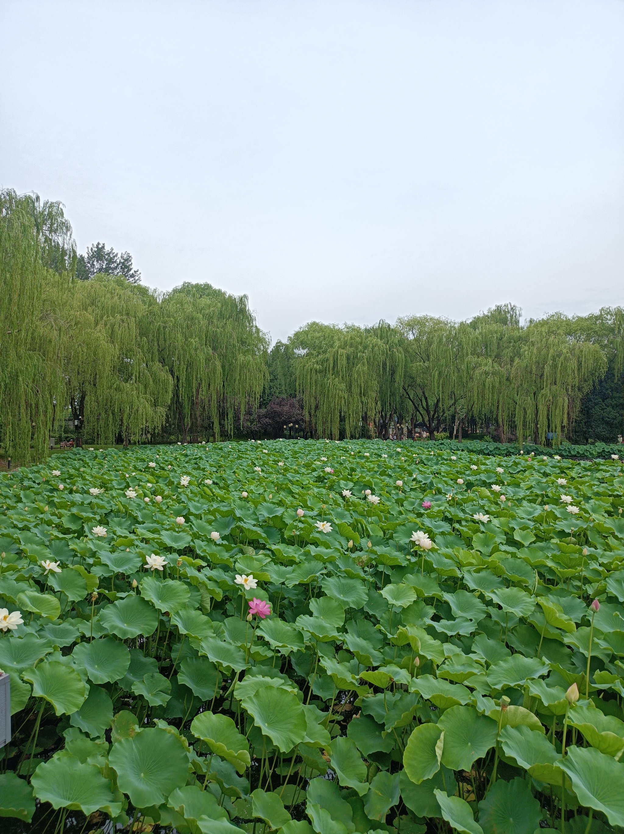 公园里的景色真美图片