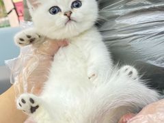 -lincat·猫舍(广州店)