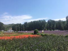 -紫海香堤香草艺术庄园