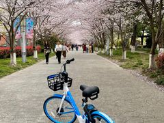 -高东镇樱花园