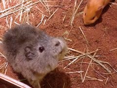 -藦茜花园宠物主题亲子互动体验馆(国顺东路店)