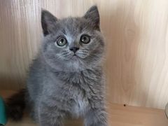 -喵zoo家庭繁育猫舍(尖东智能花园店)