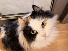 -MOYOYO猫咪咖啡店