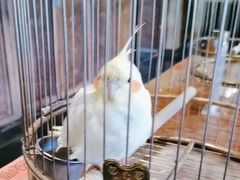 -那家小馆•北京菜•烤鸭(香山店)