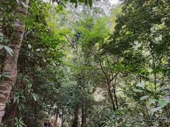 -海南热带雨林国家公园吊罗山景区