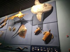 -浙江自然博物院(杭州馆)