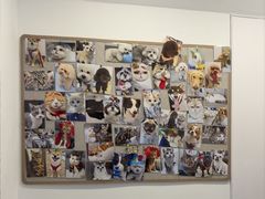 -宠物星动物医院·眼科·异宠·猫科(江南大道总院)