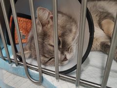-艾吉宠物医院·疑难杂症转诊中心·猫友好(碧江路院)