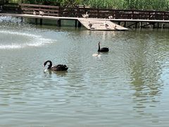 -溱湖国家湿地公园