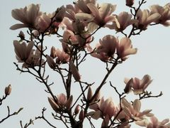-芍药居北里