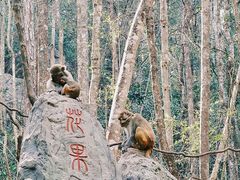 -普洱太阳河森林公园