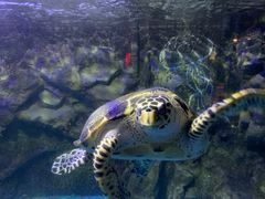 -太平洋海底世界