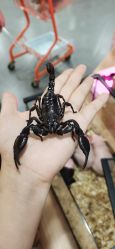 -Moni星球萌宠·小马宝莉·灵蛇·高端高阶全萌宠互动体验俱乐部(红豆国际广场店)