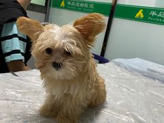 -半岛宠物医院24小时(科华中路店)