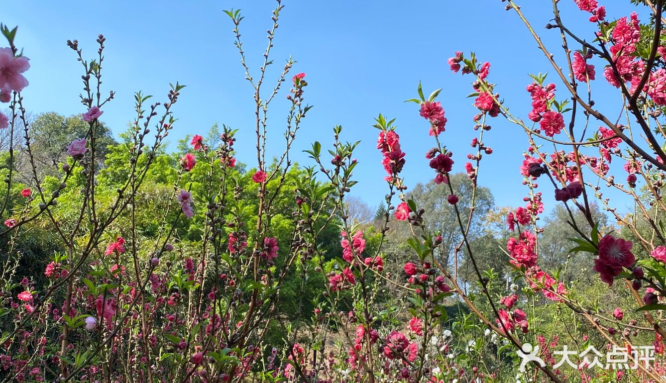 滿山遍野是桃花