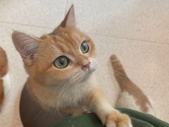 -飞行喵MR PILOT|猫舍·猫咖(静安大融城店)