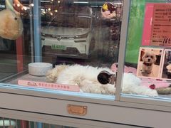 -FAELING PETS美天灵宠物(合生汇店)