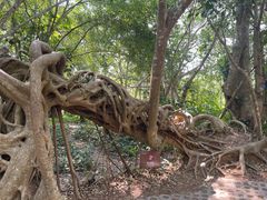 -中国科学院西双版纳热带植物园