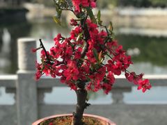 -莫愁湖公园