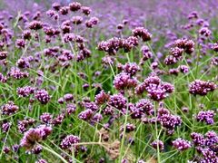 -紫颐香薰山谷景区