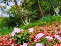 -黄兴公园