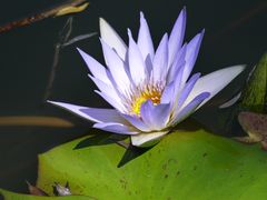 -国家植物园南园