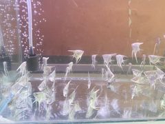 -中环花鸟鱼虫市场