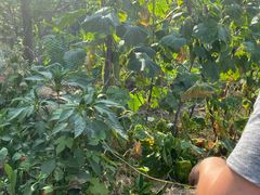 -遵化市禅林寺古银杏风景园