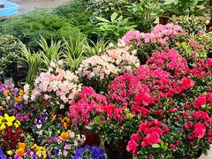 -双季花艺园艺市场(浦东店)