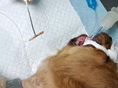 -顺强宠物诊所·狂犬免疫·夜诊·骨科(嘉定店)