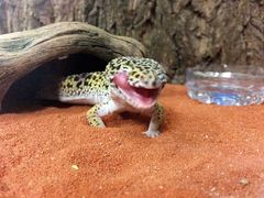 -酷以爬仙阁实体爬宠店·守宫·蜥蜴·专业繁育