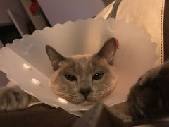 -纳吉亚猫专科动物医院博雅分院