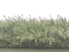 -大湾区中央湿地公园
