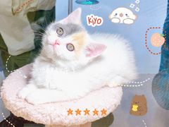 -屋虎猫馆(宝安大仟里店)