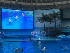 -海合安成都极地海洋公园