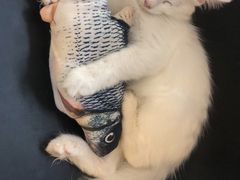 -平行世界·猫咖(首经贸店)