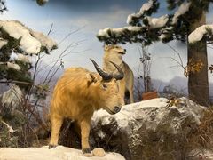 -陕西自然博物馆