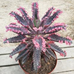 -Oasis Beauty水磨坊科技美肤中心