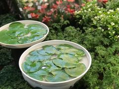-双季花艺园艺市场(浦东店)