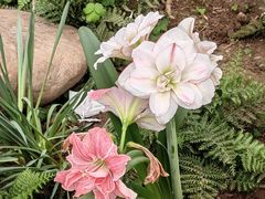 -石家庄市植物园