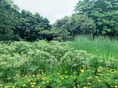 -成都市活水公园