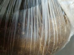 -志龙皇冠吃货椰子铺