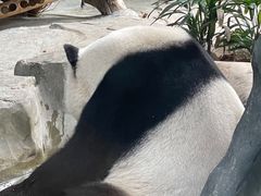 -灵玲国际马戏城