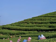 -龙坞茶村