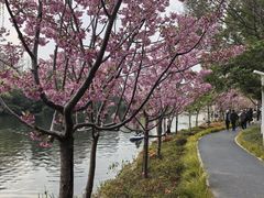 -新江湾城公园