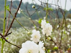 -南国桃园旅游度假区