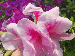 -东方假日田园-停车场