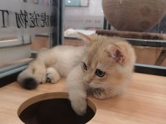 -袖虎·猫馆(体育西路店)
