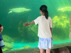 -广东惠东海龟国家级自然保护区