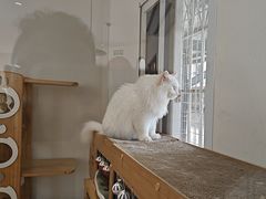 -有猫主题·治愈系猫咖(曾厝垵店)